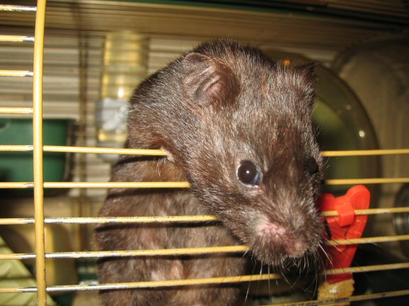 Water Consumption-Issues with my hamster Lucy.