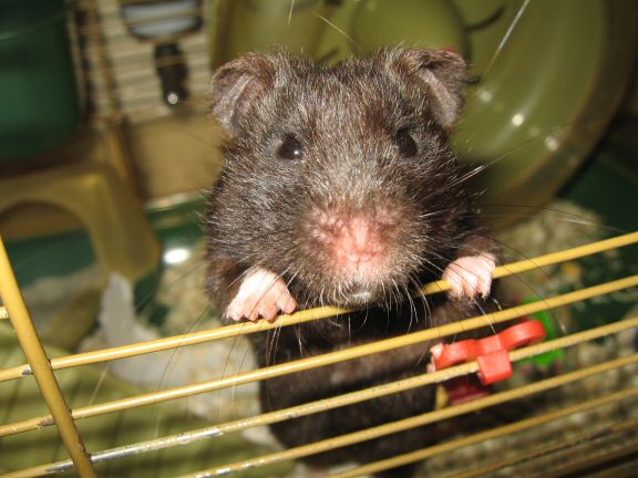 300+ km by my hamster Lucy and Valentines day!