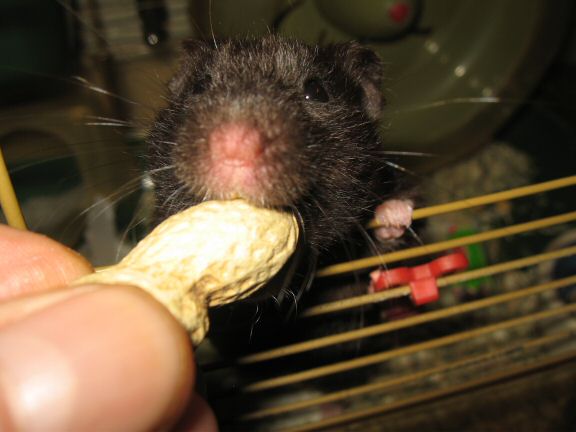 300+ km by my hamster Lucy and Valentines day!