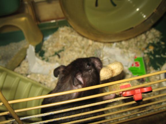 300+ km by my hamster Lucy and Valentines day!