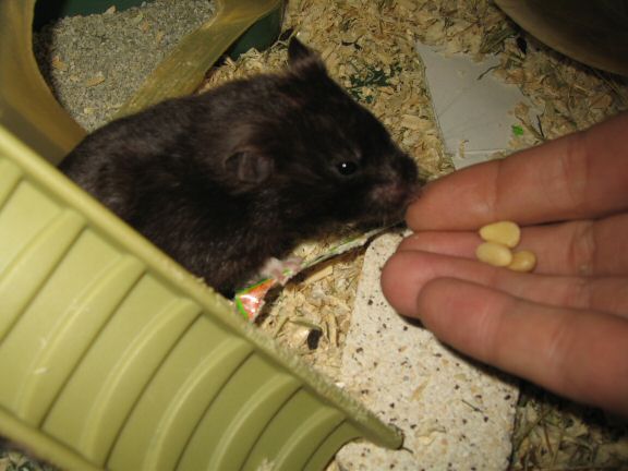 'One Treat is Not Enough' ... starring my hamster Lucy
