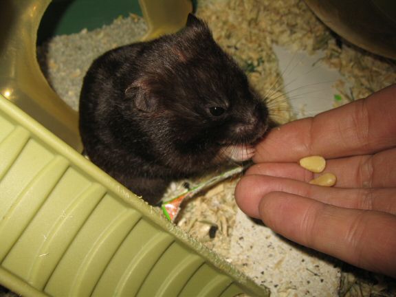 'One Treat is Not Enough' ... starring my hamster Lucy