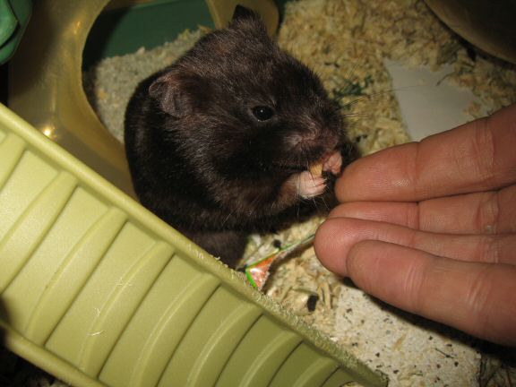 'One Treat is Not Enough' ... starring my hamster Lucy