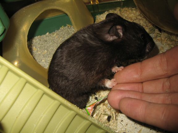 'One Treat is Not Enough' ... starring my hamster Lucy