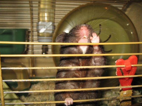 'One Treat is Not Enough' ... starring my hamster Lucy