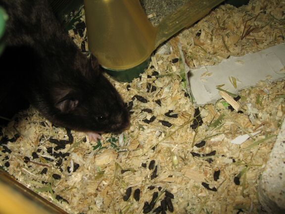 My hamster Lucy's cage clean chores ...