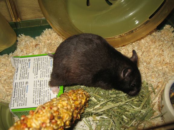 My hamster Lucy's cage clean chores ...