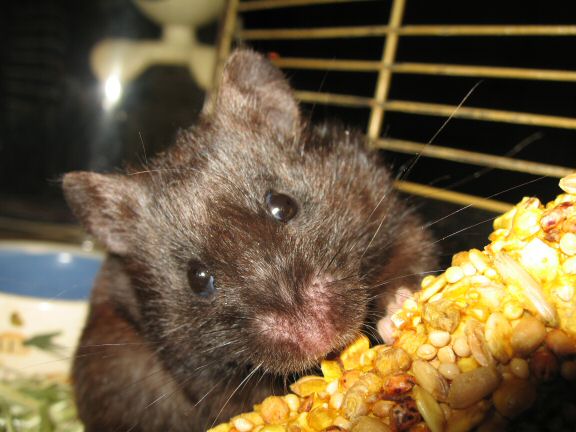My hamster Lucy after cage clean chores ... SNACK time !