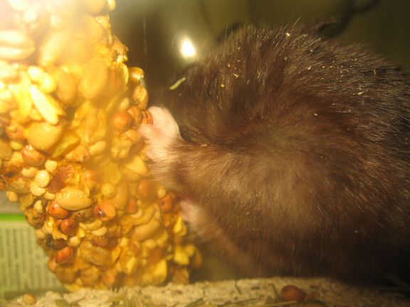 My hamster Lucy after cage clean chores ... SNACK time !