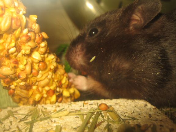 My hamster Lucy after cage clean chores ... SNACK time !
