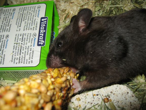 My hamster Lucy after cage clean chores ... SNACK time !