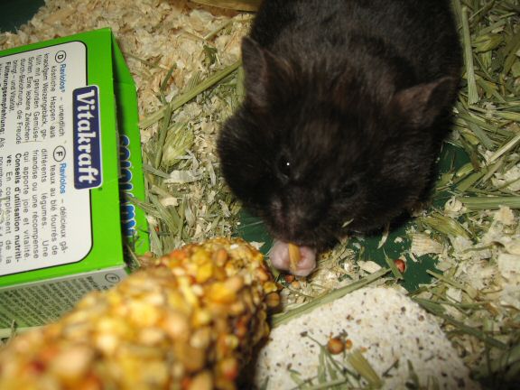 My hamster Lucy after cage clean chores ... SNACK time !