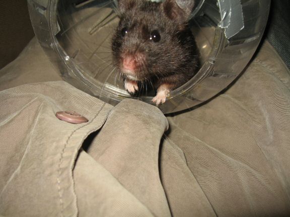My hamster Lucy's Explorer-Ball Time!.