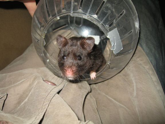 My hamster Lucy's Explorer-Ball Time!.
