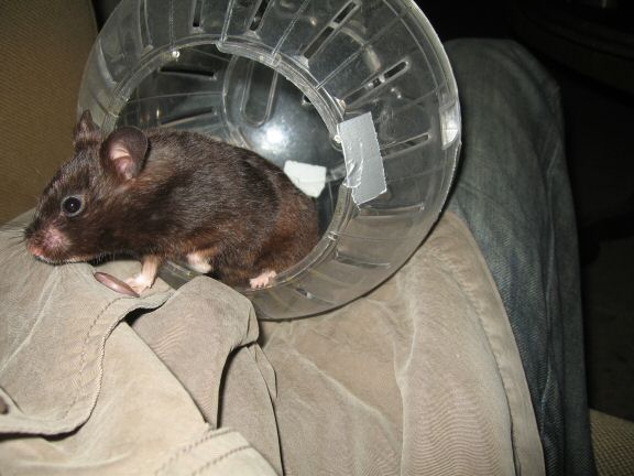 My hamster Lucy's Explorer-Ball Time!.