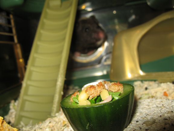 Serving my hamster Lucy the Ceasar Salad dish I made for her.