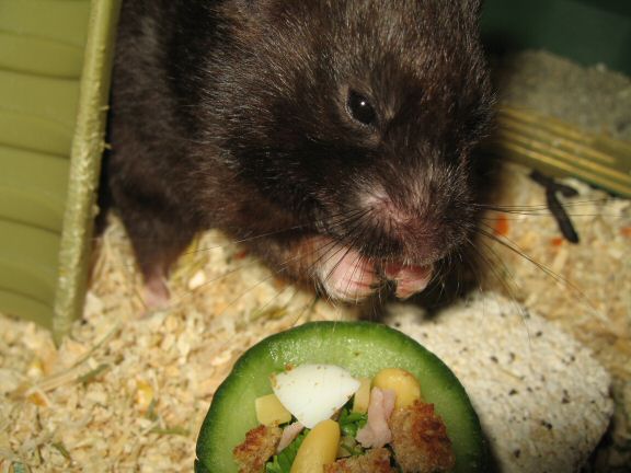 Serving my hamster Lucy the Ceasar Salad dish I made for her.