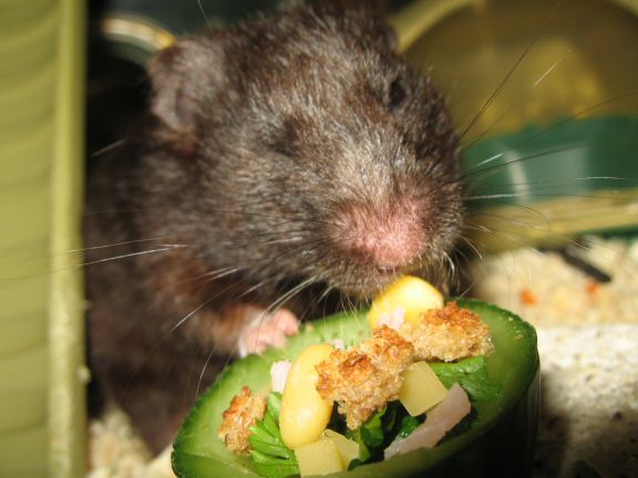 Serving my hamster Lucy the Ceasar Salad dish I made for her.