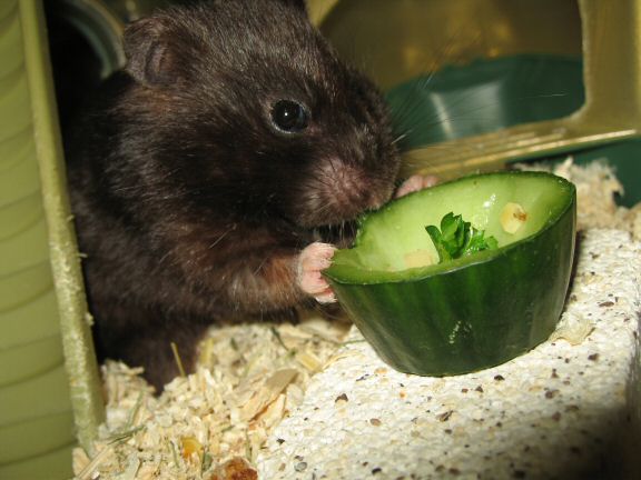 Serving my hamster Lucy the Ceasar Salad dish I made for her.