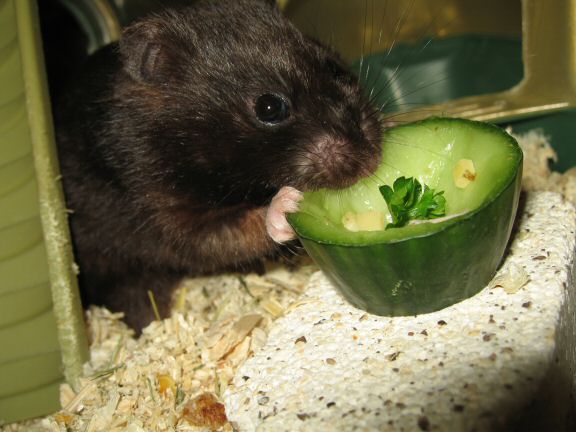 Serving my hamster Lucy the Ceasar Salad dish I made for her.