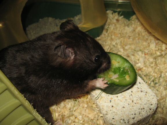 Serving my hamster Lucy the Ceasar Salad dish I made for her.