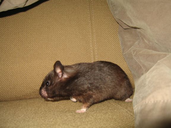 The Pine-Seed Mystery, starring Sheriff Lucy.