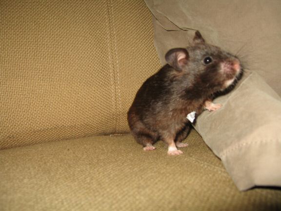 The Pine-Seed Mystery, starring Sheriff Lucy.