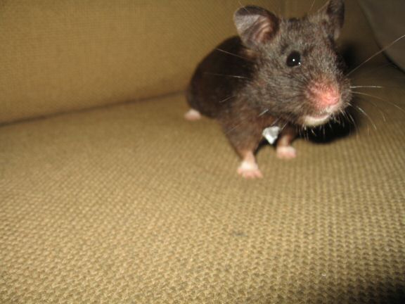 The Pine-Seed Mystery, starring Sheriff Lucy.