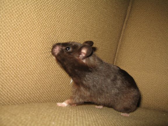 The Pine-Seed Mystery, starring Sheriff Lucy.