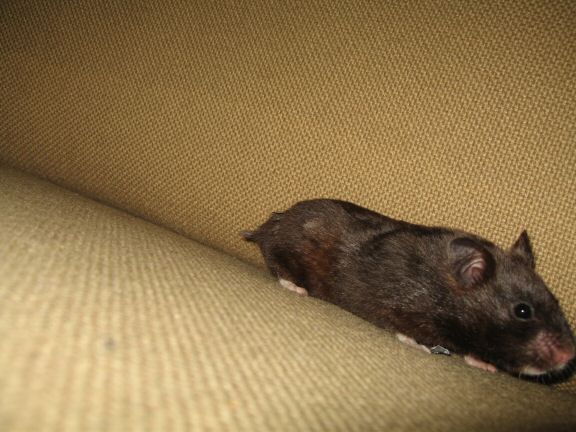 The Pine-Seed Mystery, starring Sheriff Lucy.