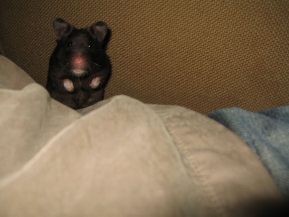 The Pine-Seed Mystery, starring Sheriff Lucy.