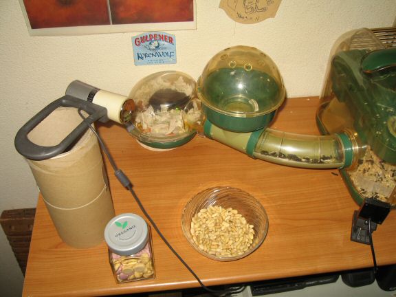 My hamster Lucy's going (wall-)nuts.