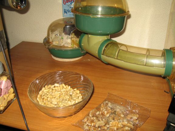 My hamster Lucy's going (wall-)nuts.