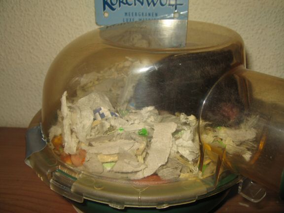 My hamster Lucy's going (wall-)nuts.