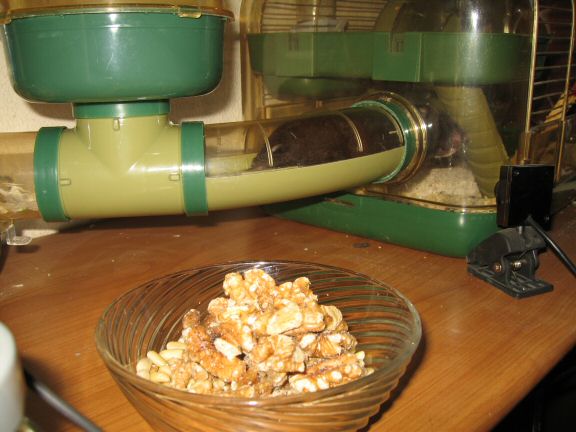 My hamster Lucy's going (wall-)nuts.