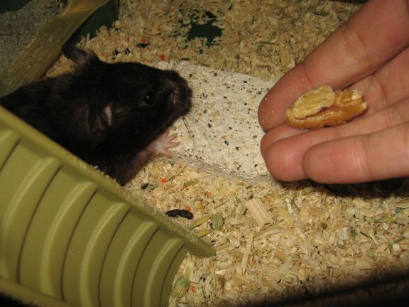 My hamster Lucy's going (wall-)nuts.