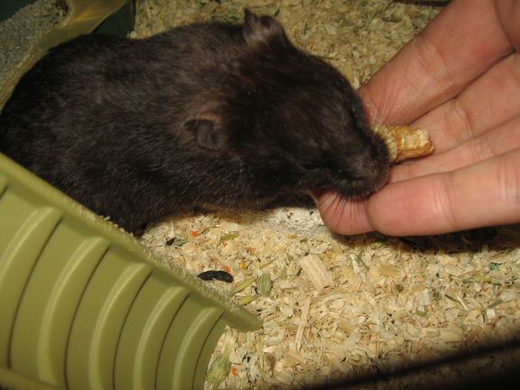 My hamster Lucy's going (wall-)nuts.