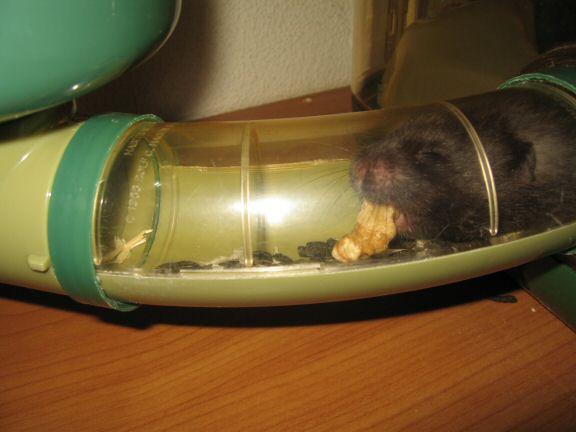 My hamster Lucy's going (wall-)nuts.