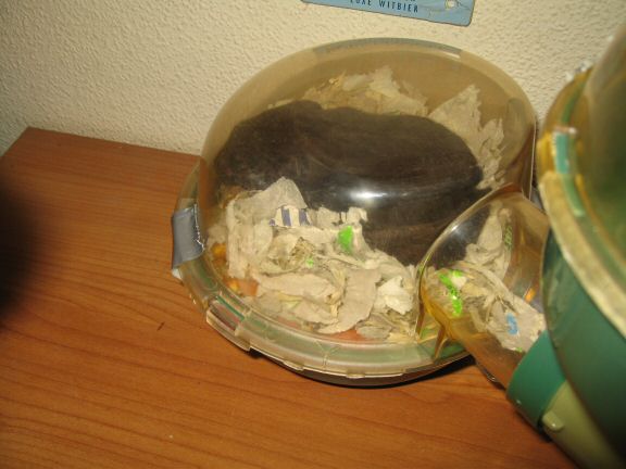 My hamster Lucy's response on the Geekin' Website Improvement Developments....