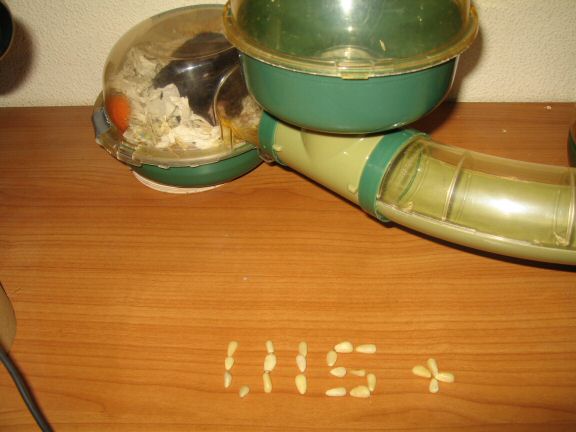 1,115+ Blog Entries about my hamster Lucy now fully indexed.