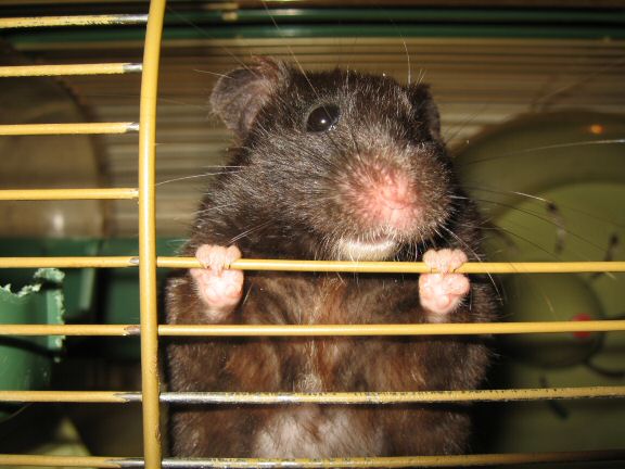 1,115+ Blog Entries about my hamster Lucy now fully indexed.