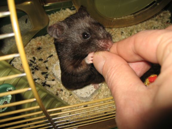 ALL Blog Entries about my hamster Lucy are now fully indexed.