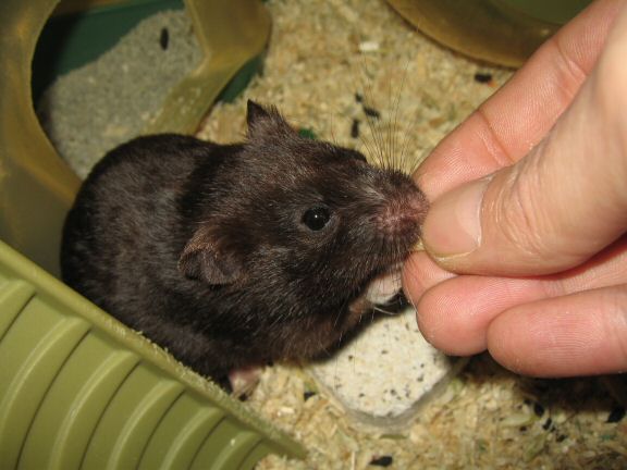 ALL Blog Entries about my hamster Lucy are now fully indexed.