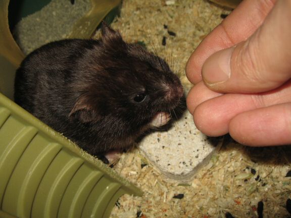 ALL Blog Entries about my hamster Lucy are now fully indexed.