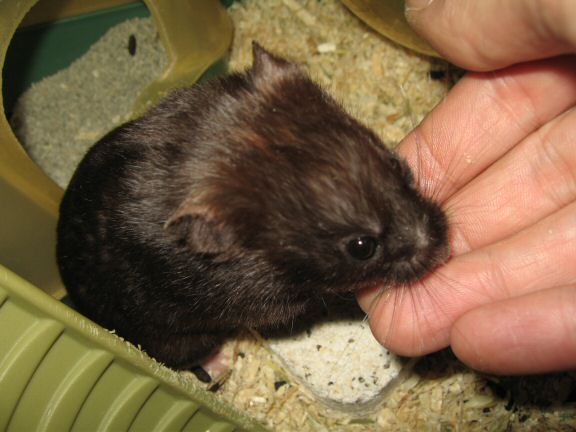 ALL Blog Entries about my hamster Lucy are now fully indexed.