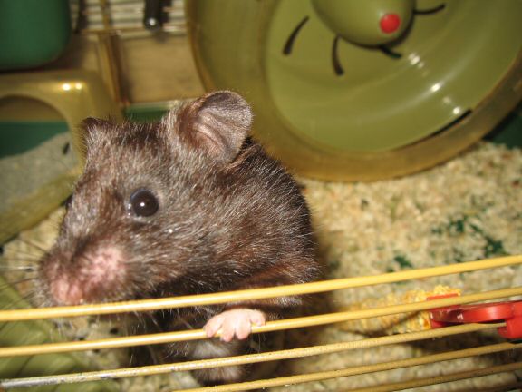 ALL Blog Entries about my hamster Lucy are now fully indexed.