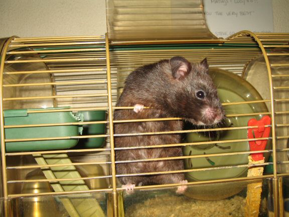 Not sure on the Scientific Proof on Hamster Blindness