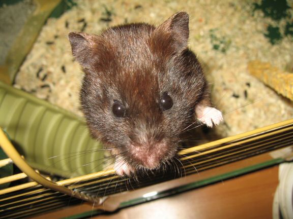 Not sure on the Scientific Proof on Hamster Blindness