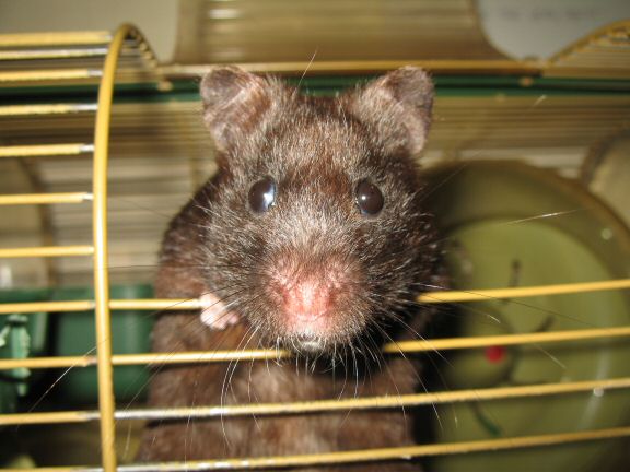 Not sure on the Scientific Proof on Hamster Blindness