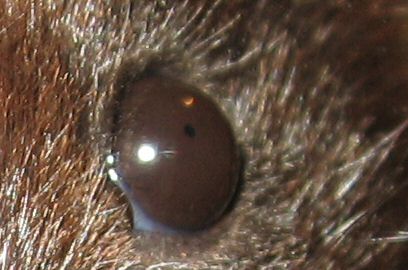 Not sure on the Scientific Proof on Hamster Blindness